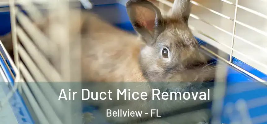 Air Duct Mice Removal Bellview - FL