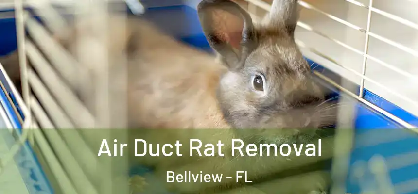 Air Duct Rat Removal Bellview - FL