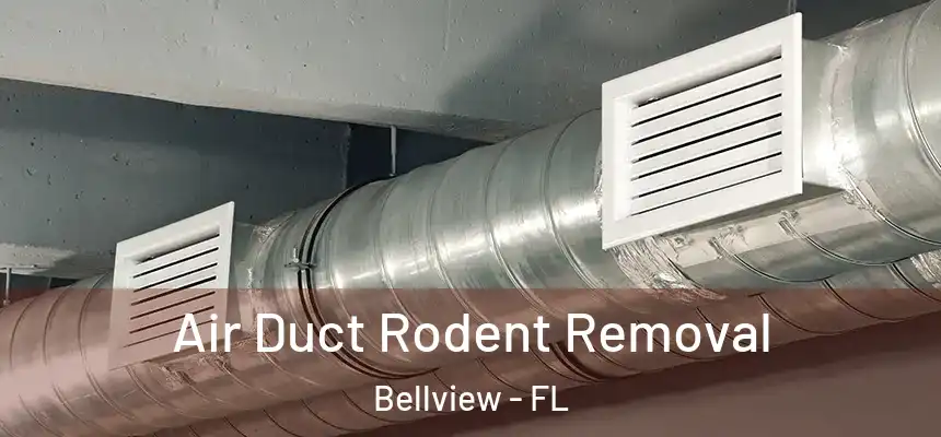 Air Duct Rodent Removal Bellview - FL