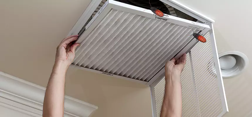 Our Insect Removal from Air Ducts Services in Bellview, FL