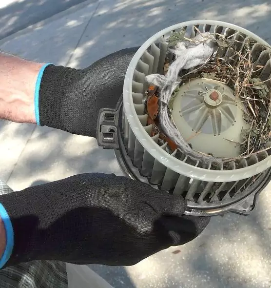 About Air Duct Mice Removal in Bellview, FL